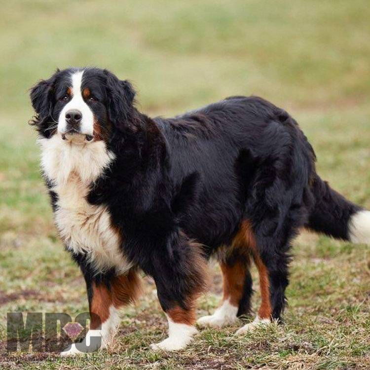 Izzy Female Bernese Mountain Dog izzy-female-bernese-mountain-dog